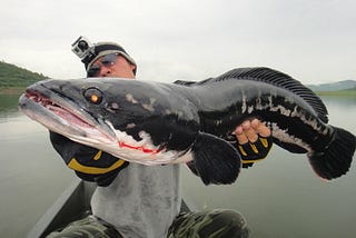 Snakehead: A bioterminator from the east.