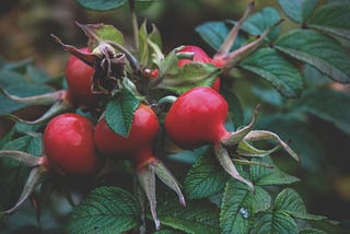 8 Backyard Plants to Boost Your Immune System