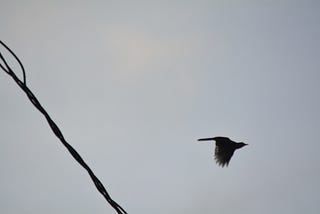 Pássaros na Natureza
