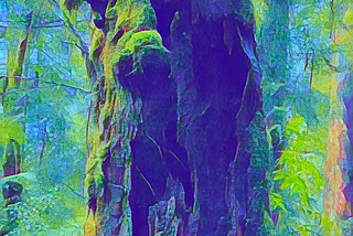 Ancient mossy trunk of a giant tree in temperate Australian rainforest.