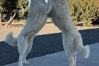 Lions at the Gate. How two dogs Changed the Game in Ranch Land