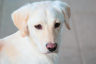 Sad senior dog, looking down and depressed after owner leaves him at shelter.