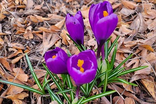 picture of four bright purple  crocuses