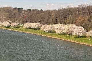 Chasing Cherry Blossoms, Week Fourteen in the No Longer New Abnormal