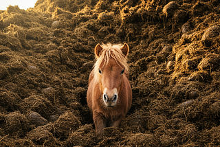 An AI generated image of a pony peering out from a large pile of horse manure, illustrating the saying “this pile of horse manure is so big, there must be a pony in here somewhere.” That, in turn, is a statement expressing optimism in an otherwise bad situation.