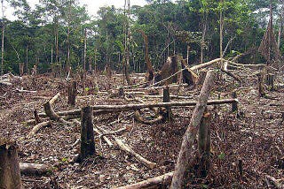 Destruction of Forest :