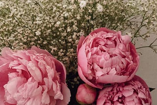 Pink peonies surrounded by white baby’s breath flowers.