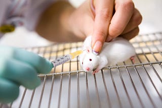 What Lives and Dies: Animal Testing