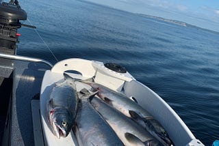 The Salmon Fishing Current blog: summer and fall 2025 edition