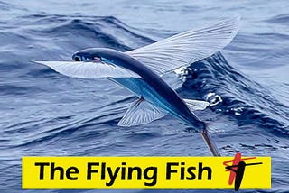 The amazing fact about Flying fish Garnai