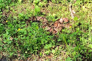 Bev The SNAKE KILLER