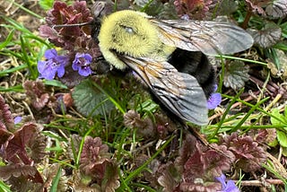 Bumblebee crawling across the spring lawn