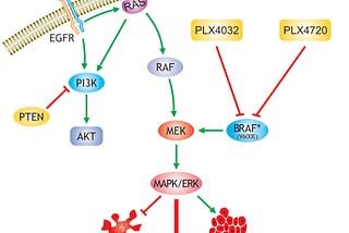 The Combination of MEK and BRAF Inhibitor Drugs Within Papillary Thyroid Cancer