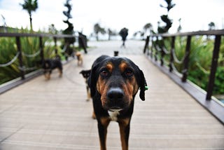 Pairing Therapy Dogs with People with Anxiety