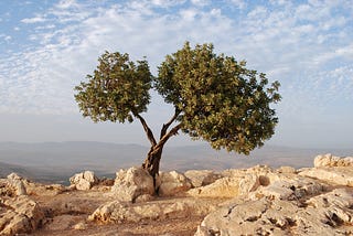 A Biblical Theology of The Olive Tree: Jesus and His Body as The Olive Tree of Romans 11:17–24