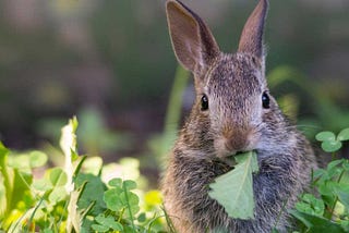 How Can I Keep Rabbits Out of My Garden