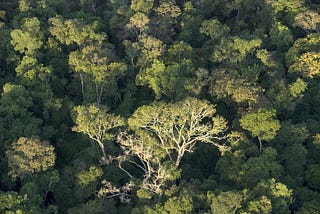 The silence — and promise — of intact forests