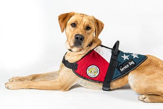 Can a Hotel Refuse a Service Dog?