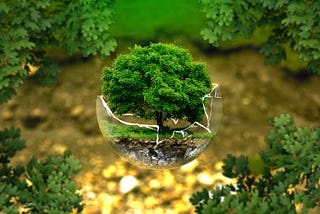 Tree in a broken glass