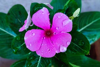 a pink Catharanthus roseus periwinkle flower with water droplets - image clicked by Author