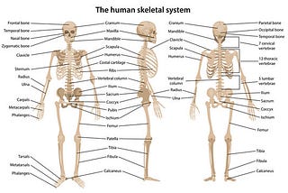 The Systems of Our Body: Skeletal