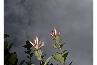 Two honeysuckle blossoms against a dark sky.