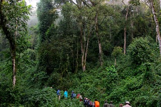 Gorilla Tracking in Uganda is the World’s best Adventure Activity