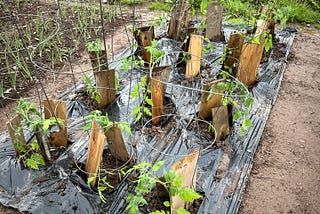 Starting the 2025 Garden Continues to be a Challenge
