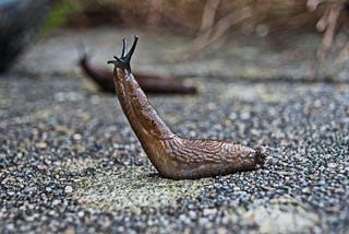 Saving Slugs
