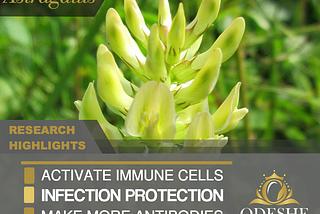 The Hidden Immune System Boost from Astragalus