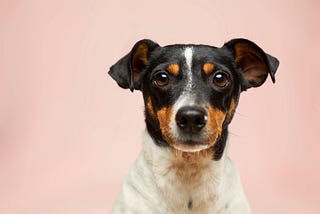 Colitis hos hunde: 9 trin til forebyggelse — NatuPet™