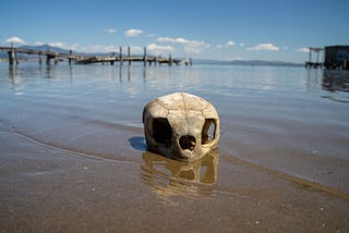 Skull in sand and shallow water with dock in background.