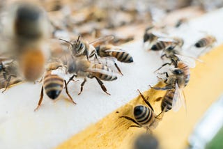 Video Blog: What’s happening to the bees?