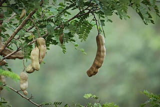 The Trees of Summers
