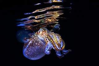 Bacterial Can Gossip! Quorum Sensing