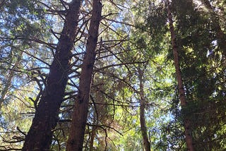 Forest Walk at a National Historic Site at Fort Clatsop, Oregon