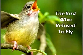 The Bird Who Refused To Fly