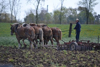 A Plough Horse and a Jump Course