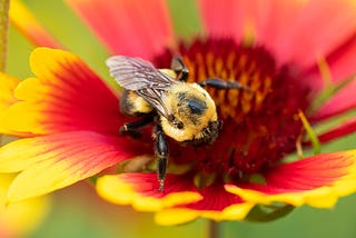 bumble bee on a bright red and yellow flower