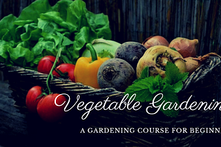 How to start vegetable gardening?