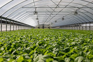 The Advent of Vertical Farming