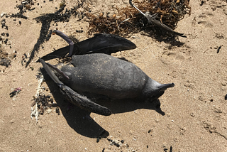 “The brilliant allies of our grave-diggers” — reflections on Australian environmentalism