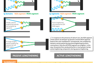 Can muscle fibers grow without being activated?