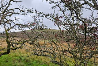 Wainwrighting: Fellbarrow