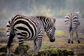 This is a bright image in nature of one zebra following another.