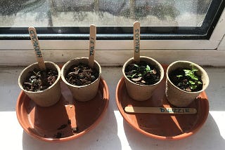 Tiny seedlings in four small paper cups on the windowsill.