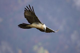 Large raptor at the pass