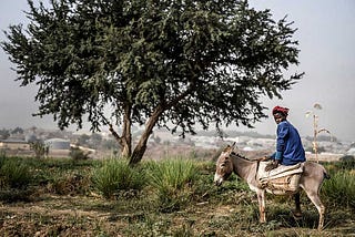 The Donkey: Africa’s Next Endangered Animal