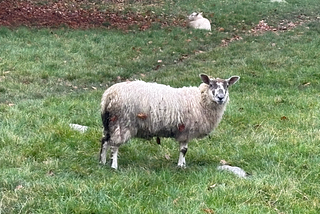 Shaggy sheep with dark markings on its face, looking curiously at the human with the camera. In a grassy field with a resting sheep in the background.