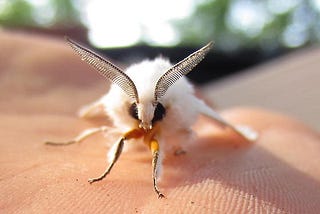 Two White Moths